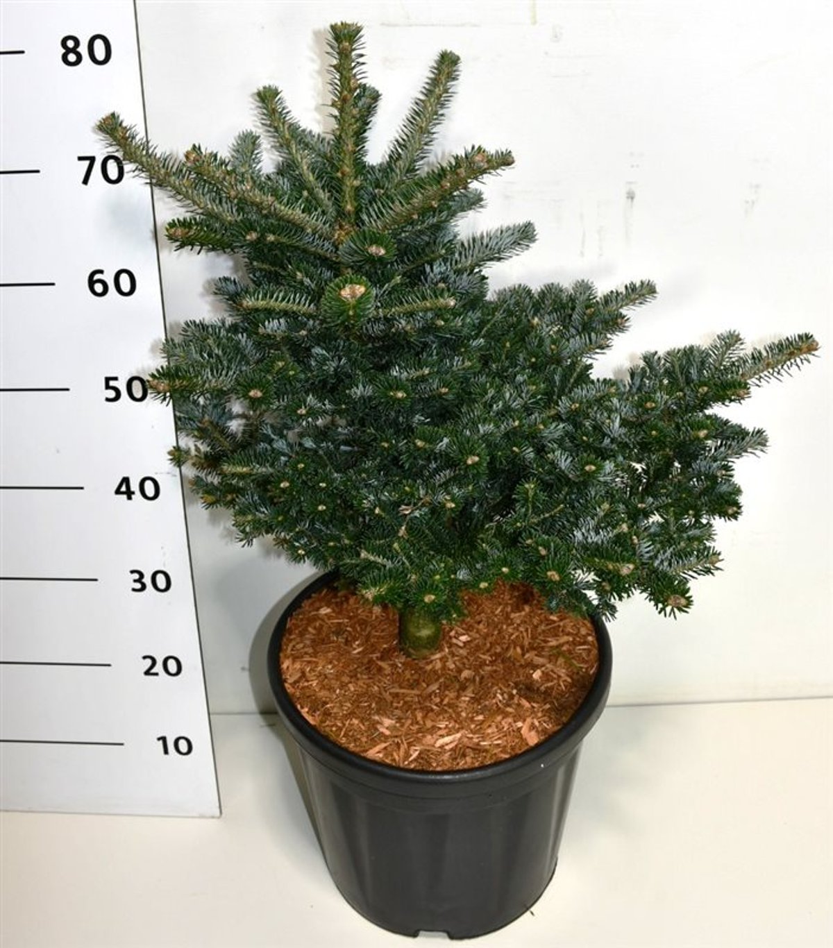 Abies koreana 'Discus' - C20 40-50 CM